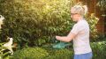 Bosch EASYHEDGECUT 18-45 Solo
